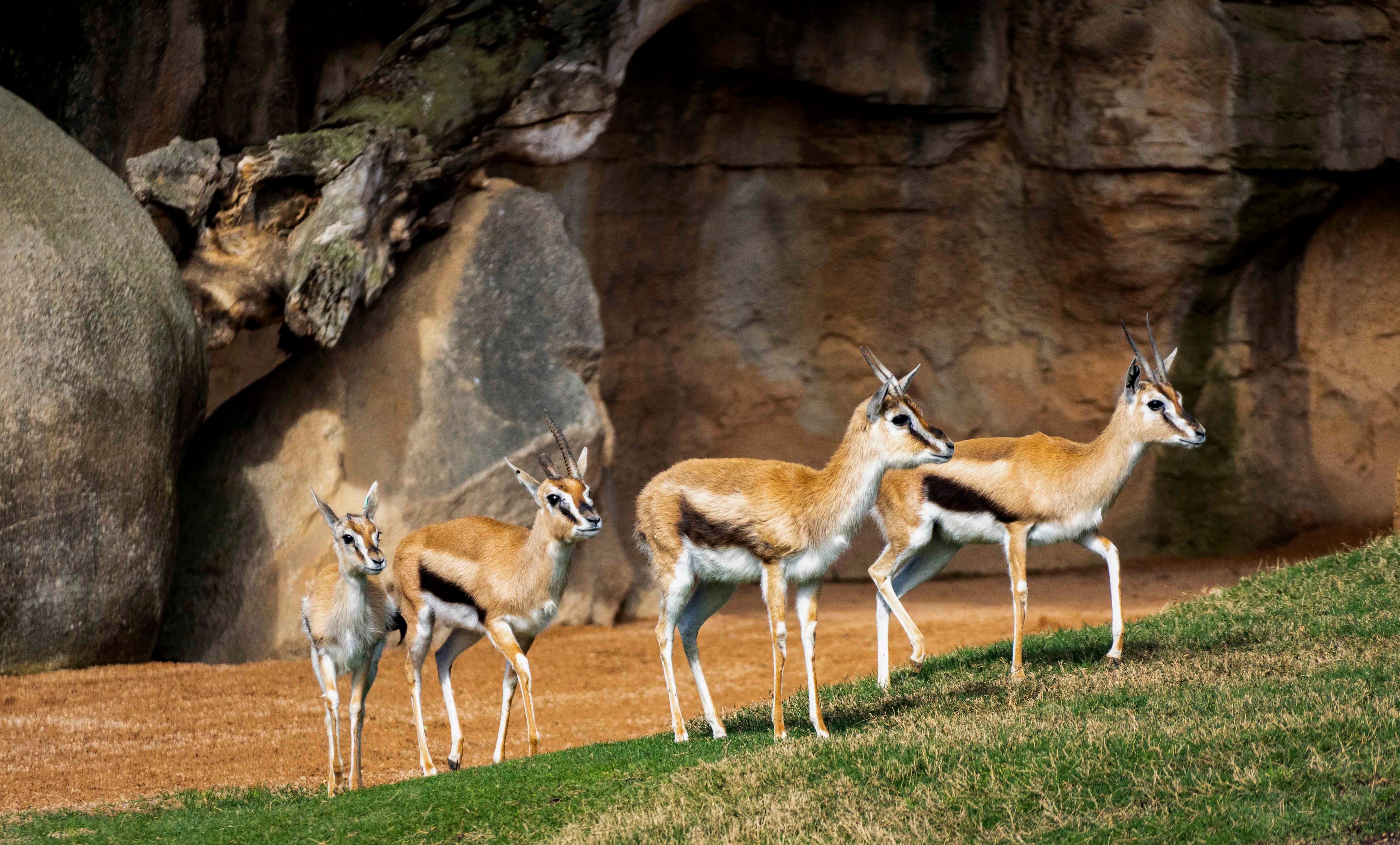 Nace en Bioparc València un ejemplar del antílope más veloz de África, solo superado por el guepardo