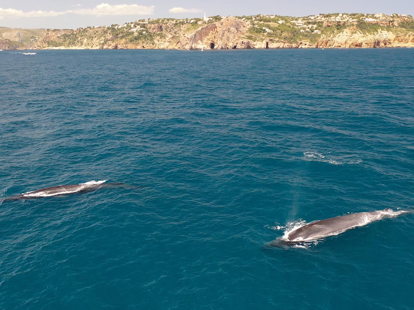 Momento de avistamiento de rorcuales por las aguas de Dénia y Xàbia.