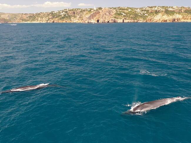 Momento de avistamiento de rorcuales por las aguas de Dénia y Xàbia.