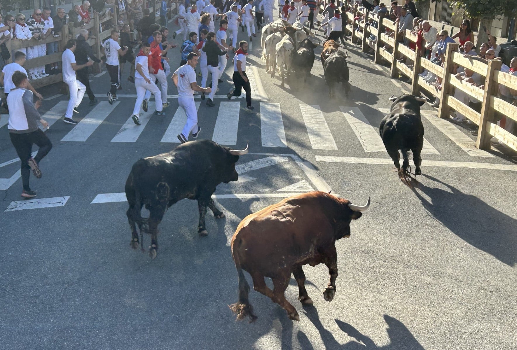 Primer encierro 2024 en Tafalla con toros de las Hermanas Azcona de Olite