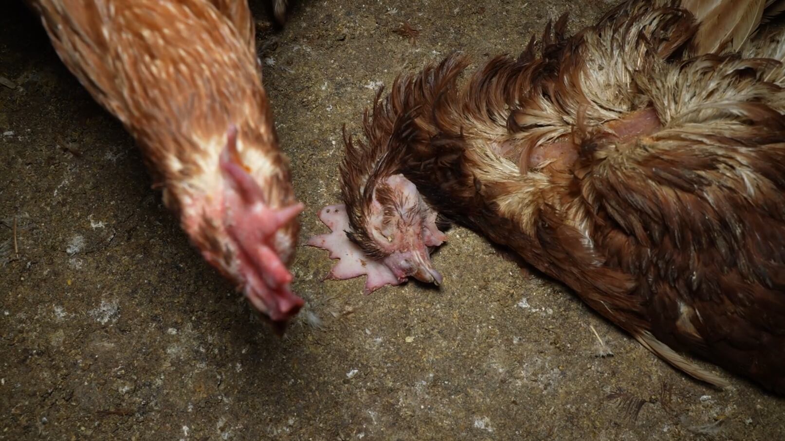 Cadáver de gallina en el interior de la explotación ganadera/ ARDE