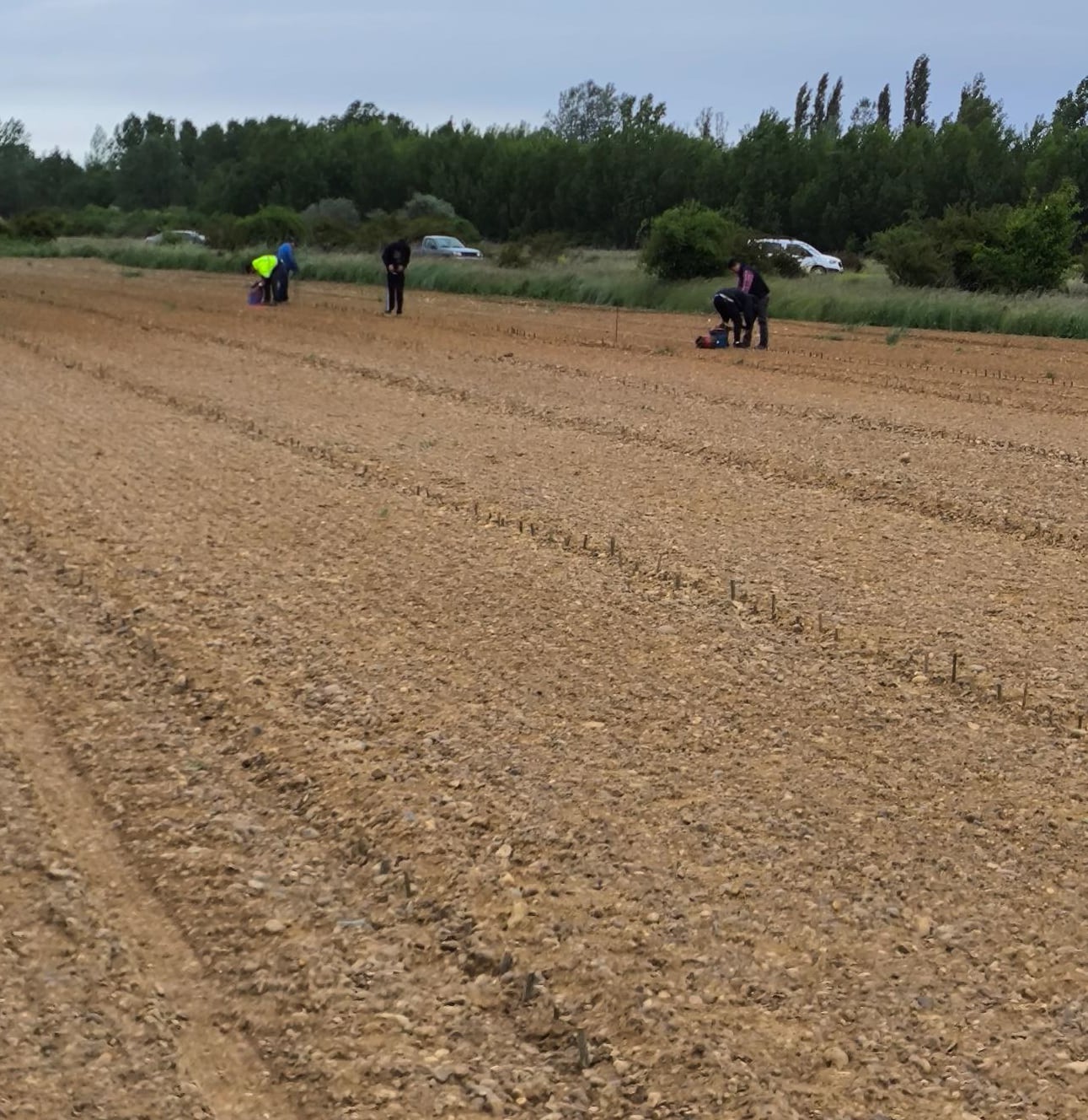 Plantación de chopos en Paredes de Nava