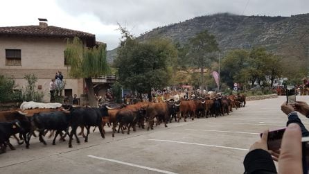 El paso de las vacas que bajaban de los altos pastos lejos de un contratiempo para la fiesta supuso un gran atractivo