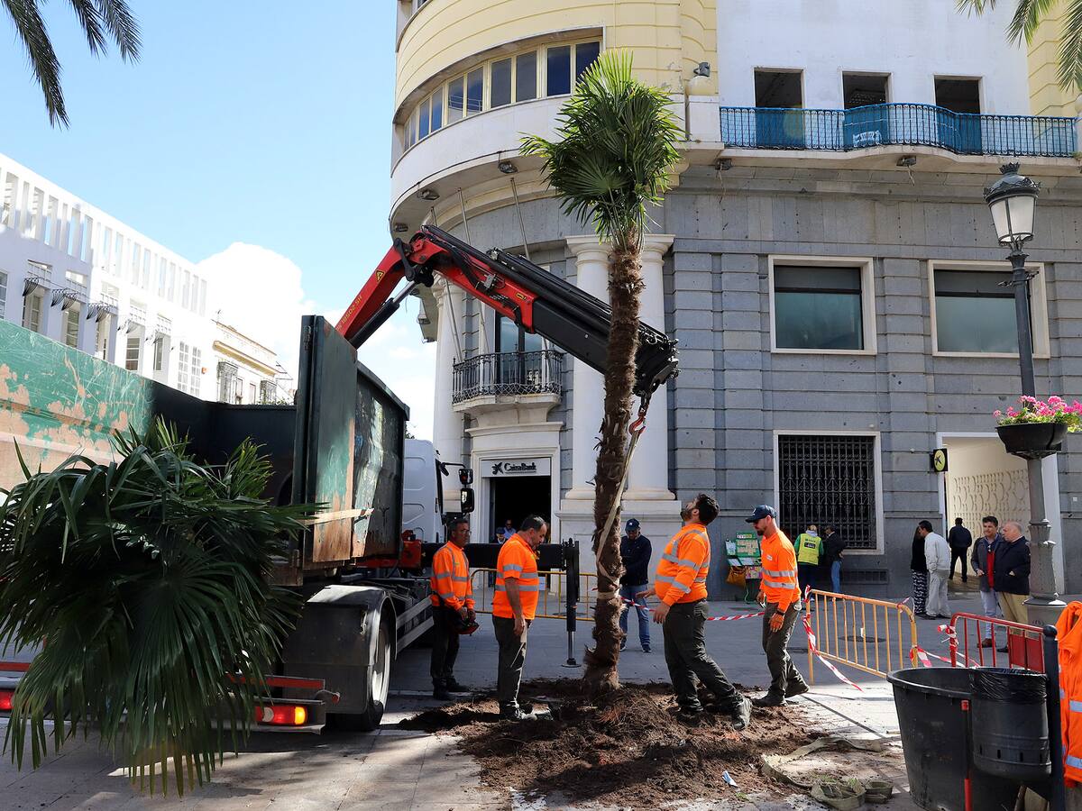 Comienza la replantación de alcorques vacíos del centro de Jerez