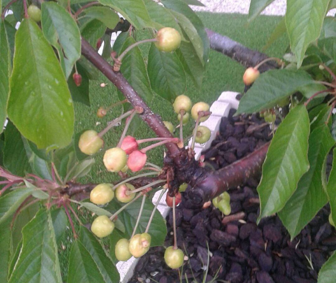 Algunas cerezas en proceso de maduración