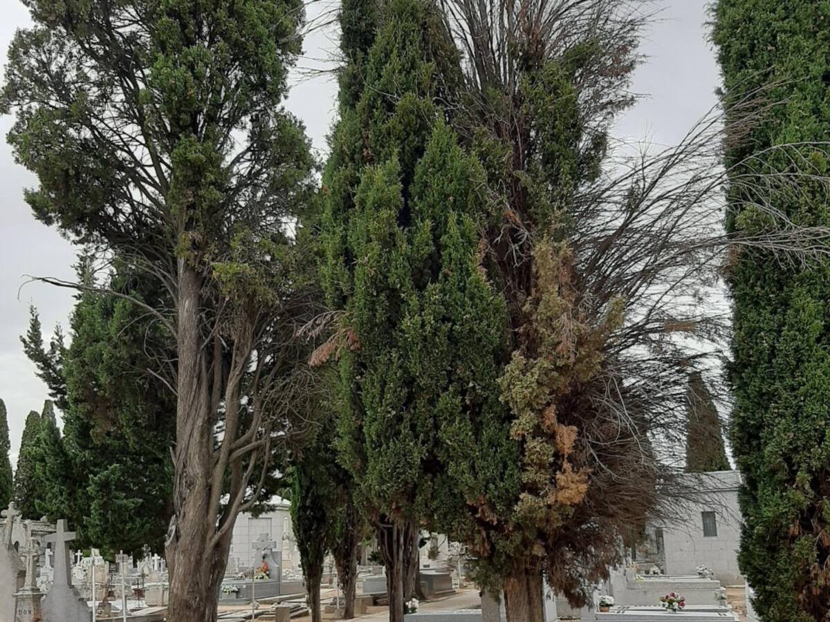 Talleres comunitarios, plaza de San Francisco, balones en la Cacharra y los cipreses del cementerio