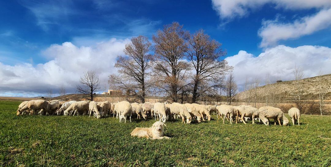 El Artzai Eguna de Uharte-Arakil más multitudinario reivindica la oveja latxa