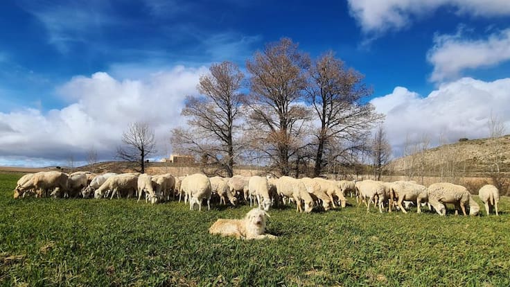 Juan Manuel Navarro: "Ser pastor te permite aprender todos los días algo nuevo en el campo"