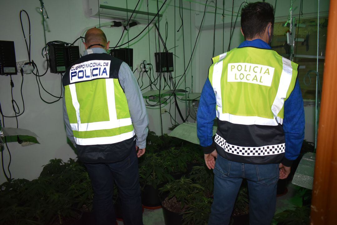 Desmantelan una plantación de marihuana con 121 plantas