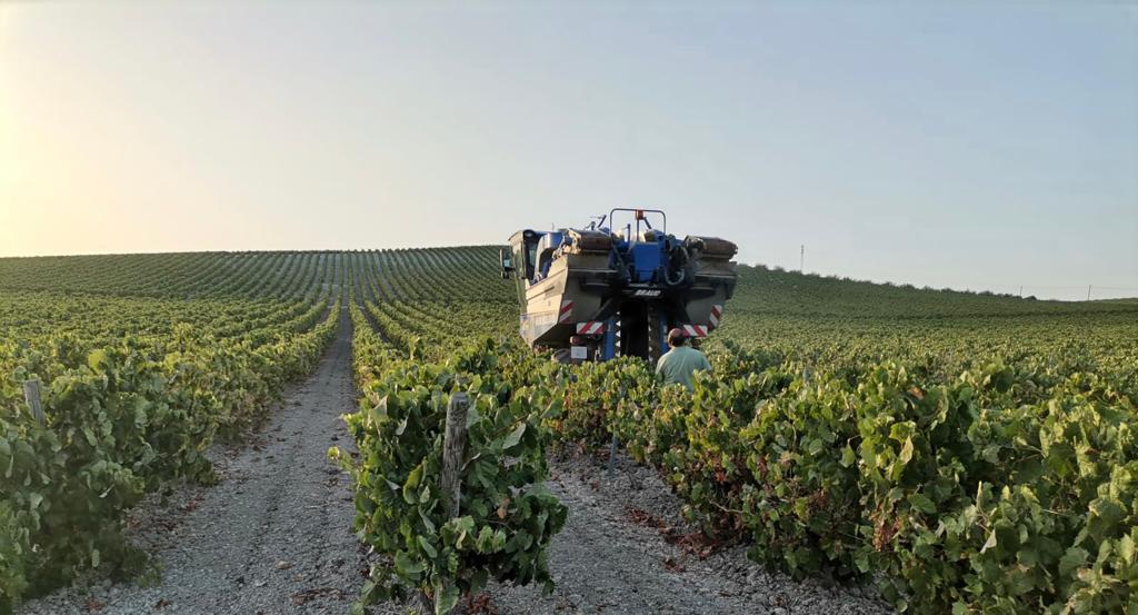 La vendimia ya ha comenzado en viñedos de Jerez y Sanlúcar de Barrameda