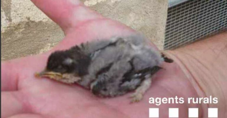 Imatge d'un pollet d'oreneta cuablanca recuperat a Camarasa. Imatge capturada del Twitter dels Agents Rurals, el 17 de juliol del 2016