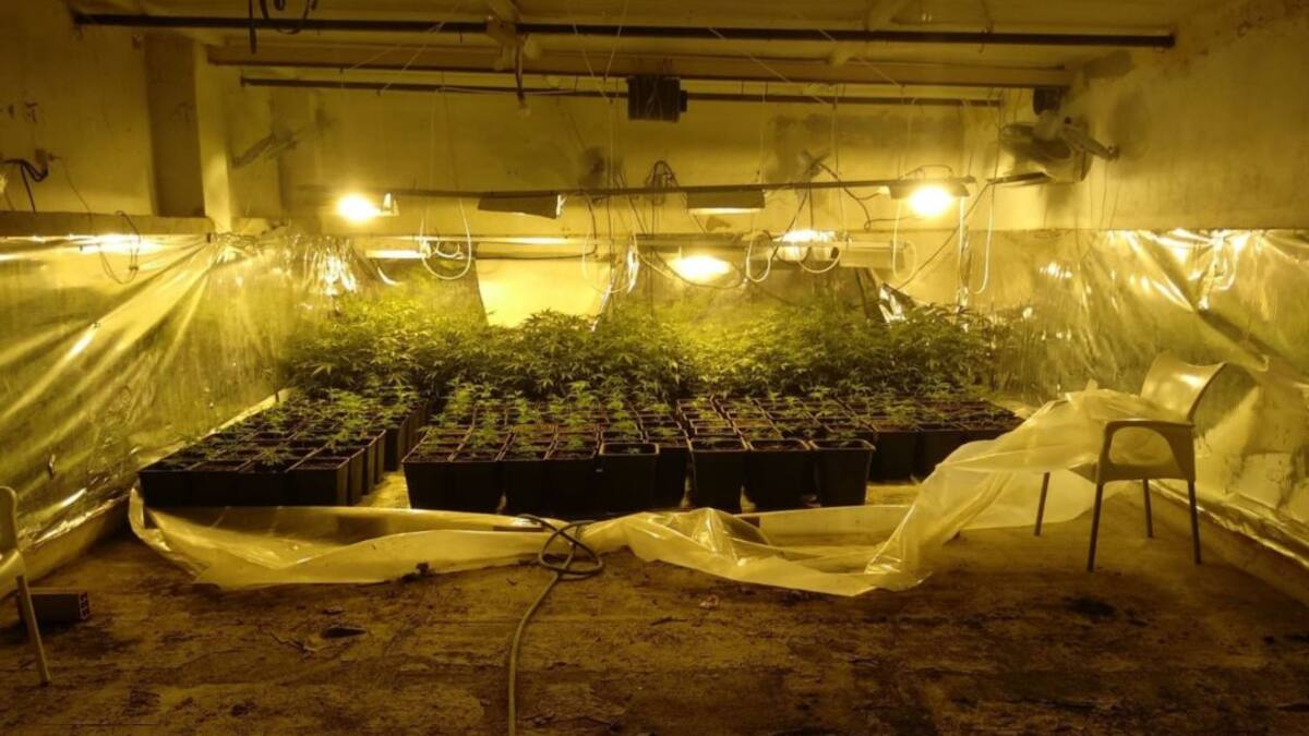 Cinco detenidos en Jerez y Sanlúcar tras desmantelar cinco plantaciones de marihuana