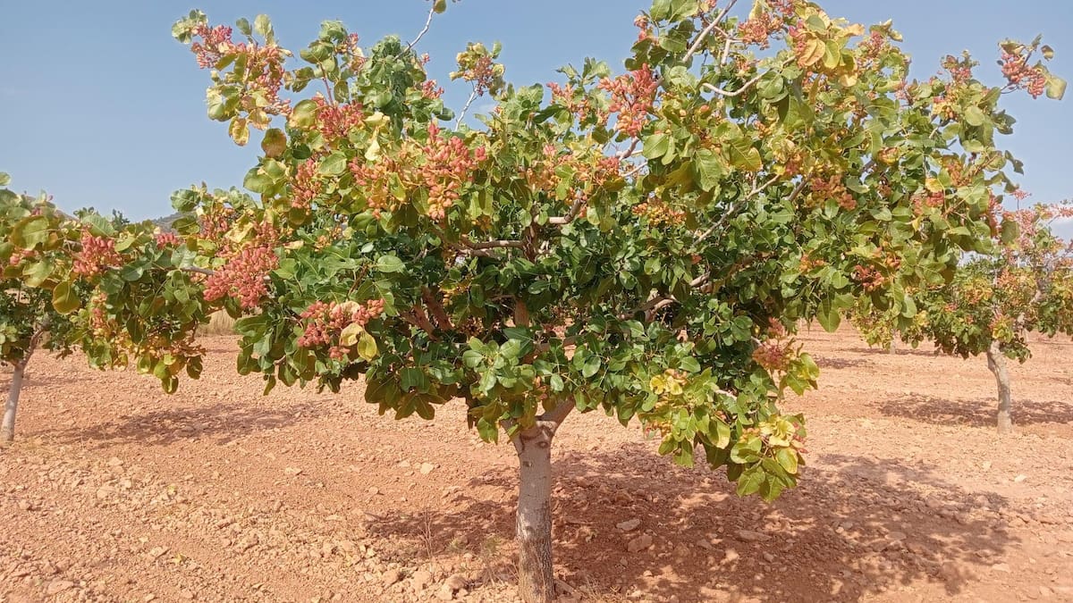 Entrevista con José Baraza, productor de pistachos de Lorca.