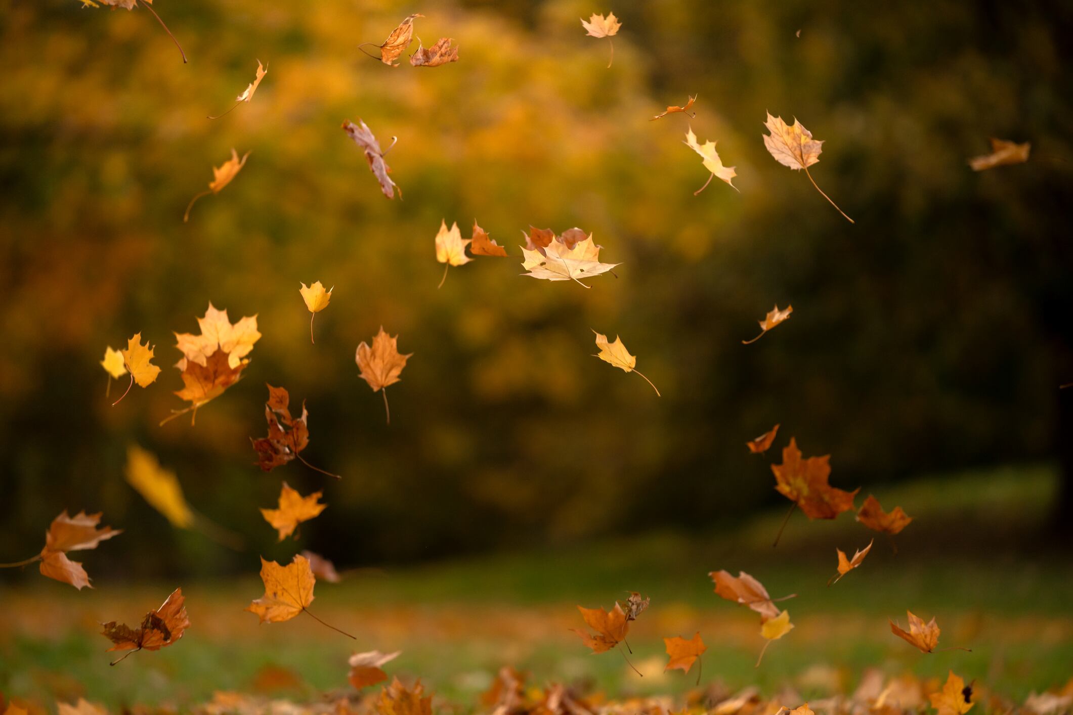 Hojas cayendo en otoño