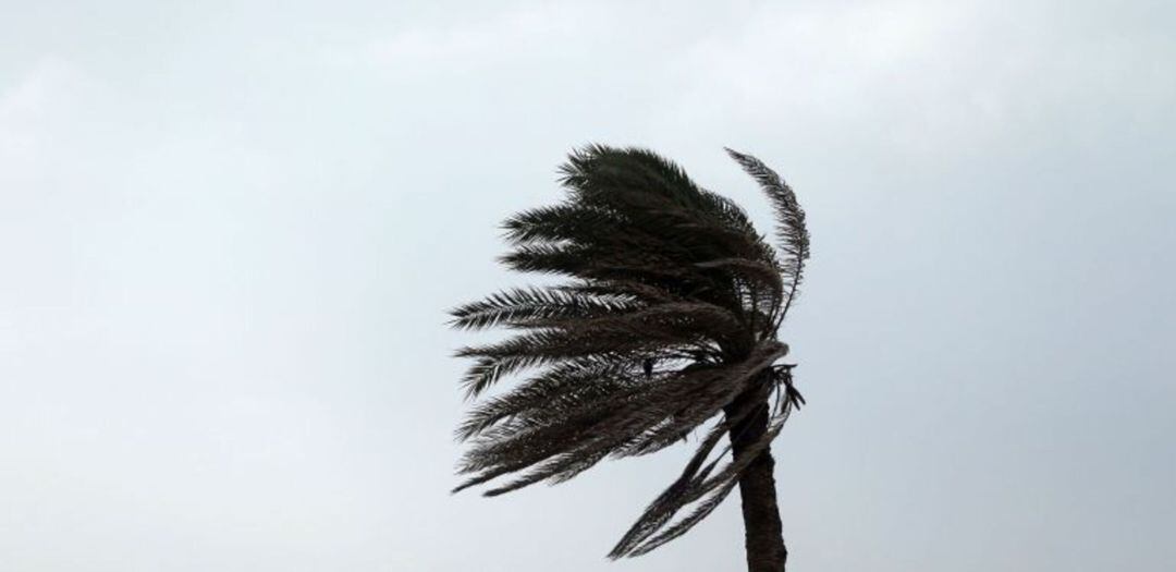 Palmera afectada por el viento