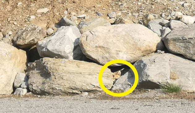 El perro está escondido entre las rocas.