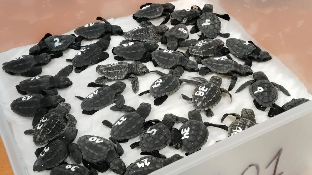 Tres tortugas bobas han anidado este año en Baleares, una buena noticia a medias