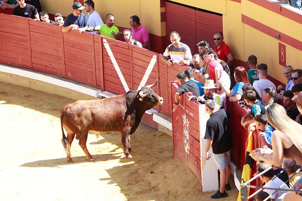 Segundo día de encierros en Almodóvar del Campo