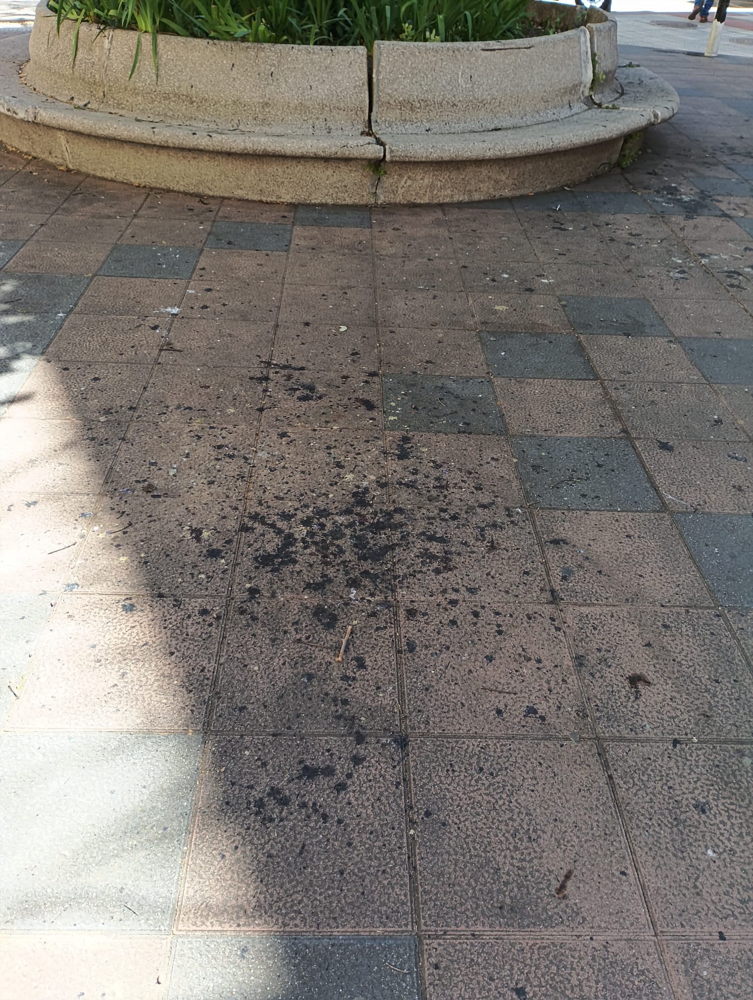 Deposiciones de aves en zona centro de Puertollano