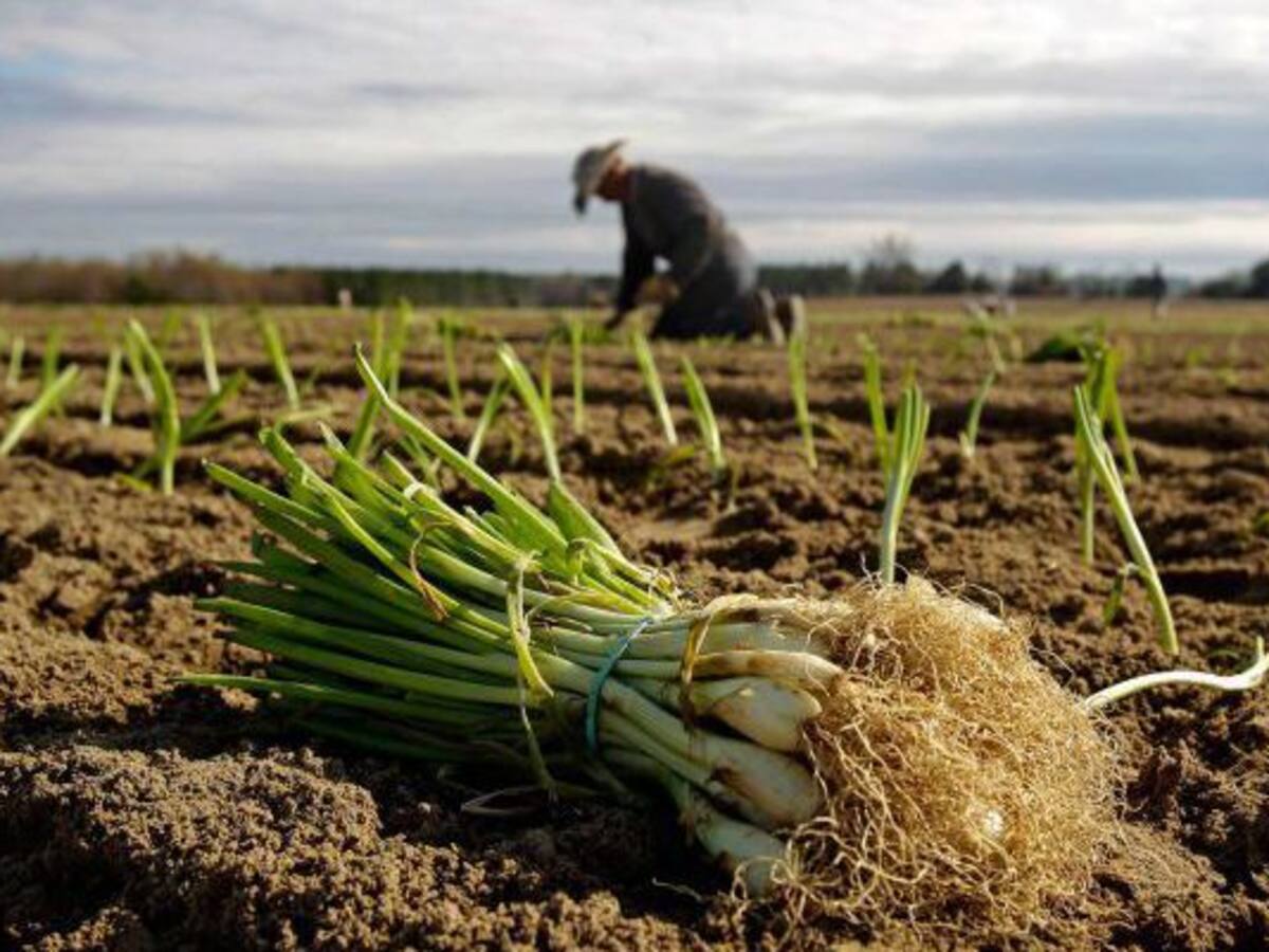 Los agricultores de la zona sur del Mar Menor comienzan a alternar cultivos de regadío y secano