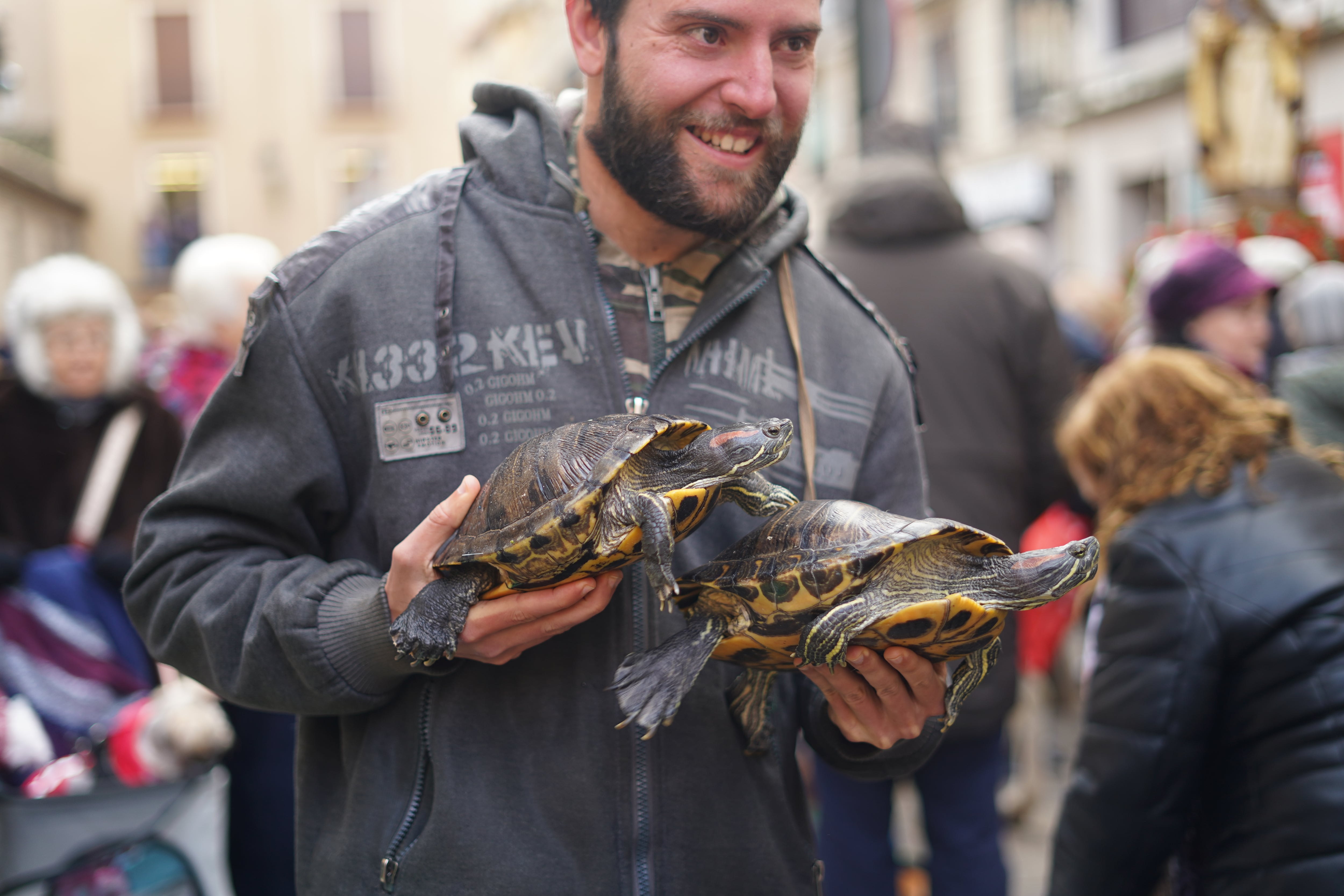 Tortugas en la procesión de San Antón.