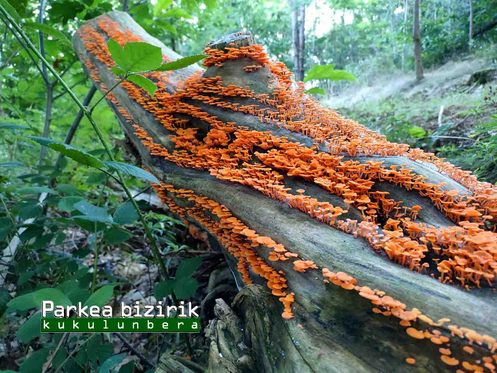 Advierten de la presencia de un hongo invasor de Madagascar en Astigarraga / Parkea Bizirik