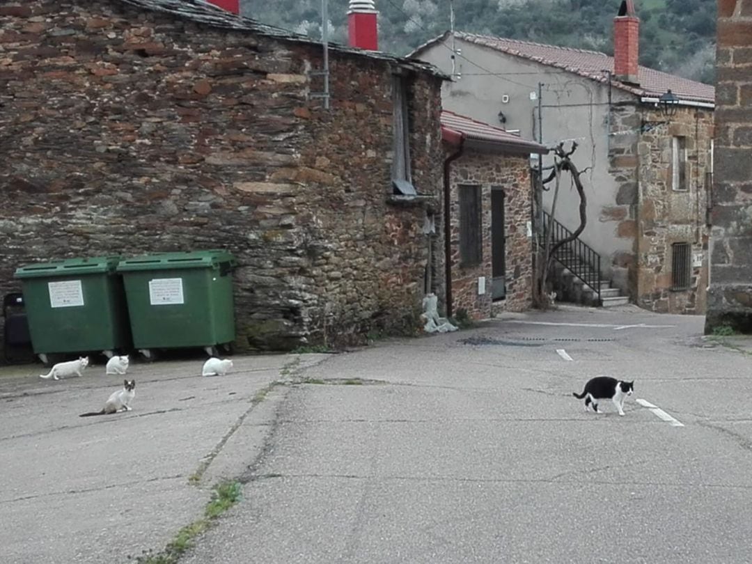 El comité felino de bienvenida a la entrada de Villarino de Manzanas