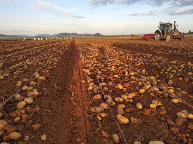 Producción de patata en el Campo de Cartagena para MAS Patatas