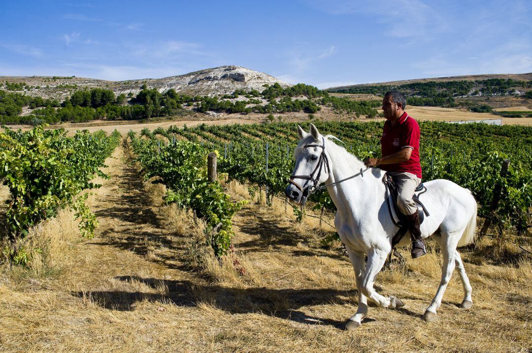 Paseos a caballos entre viñedos