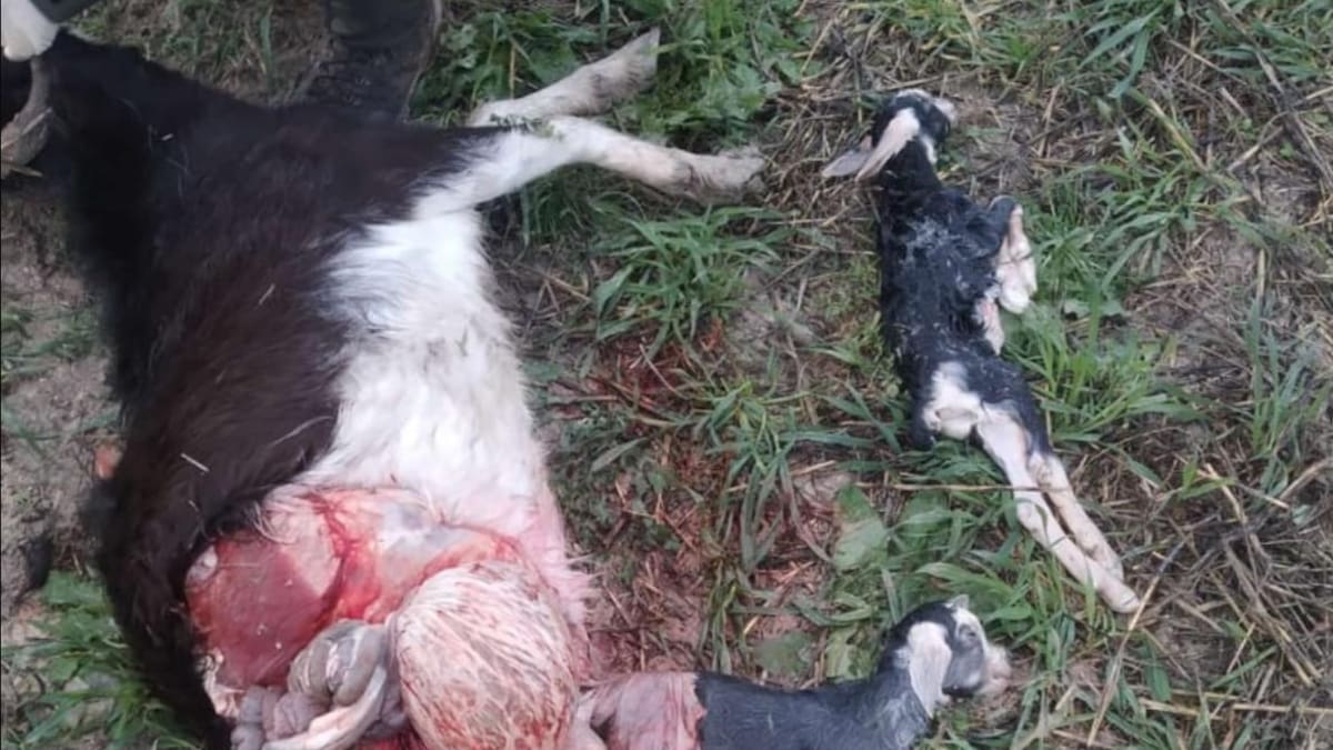 El lobo entra en las calles de Arbancón (Guadalajara) ante el temor de los vecinos