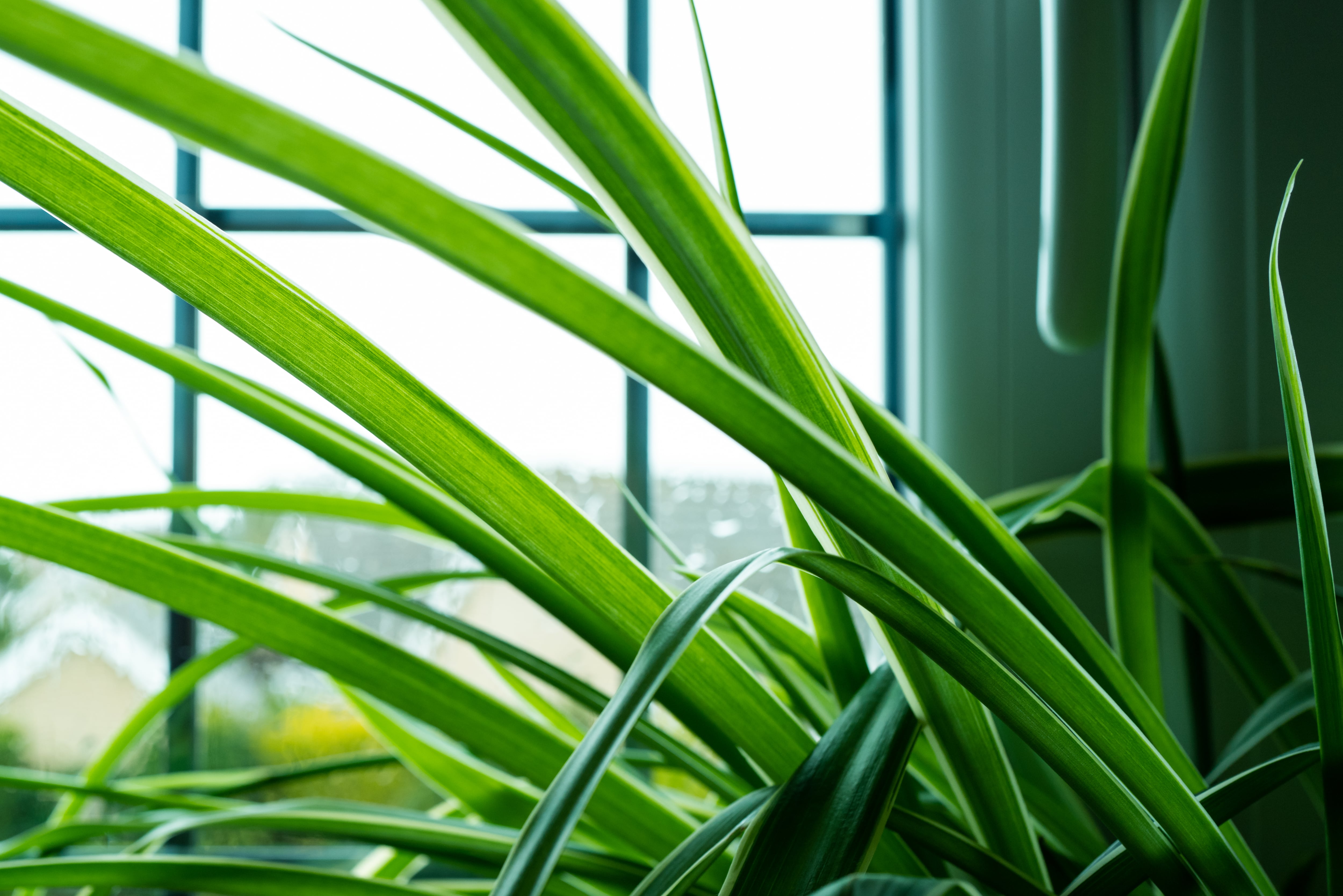 Planta en el baño