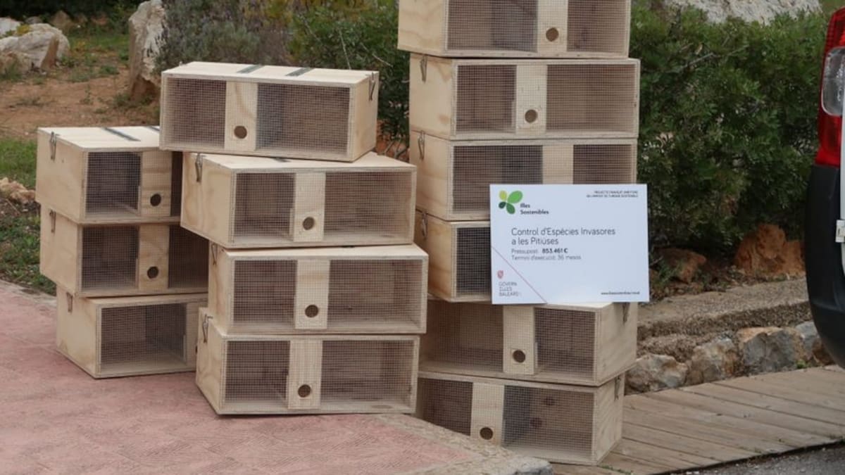 Cajas de refugio en Ibiza para que las lagartijas se protejan de la depredación de las serpientes