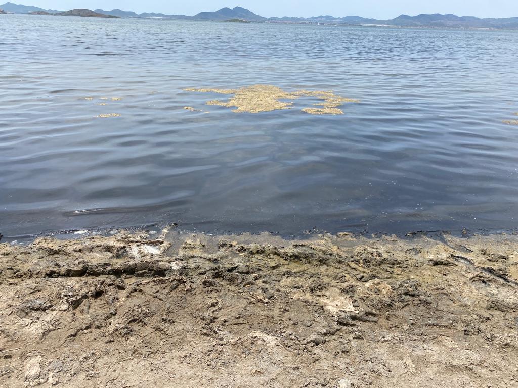 Presencia de ova en el Mar Menor