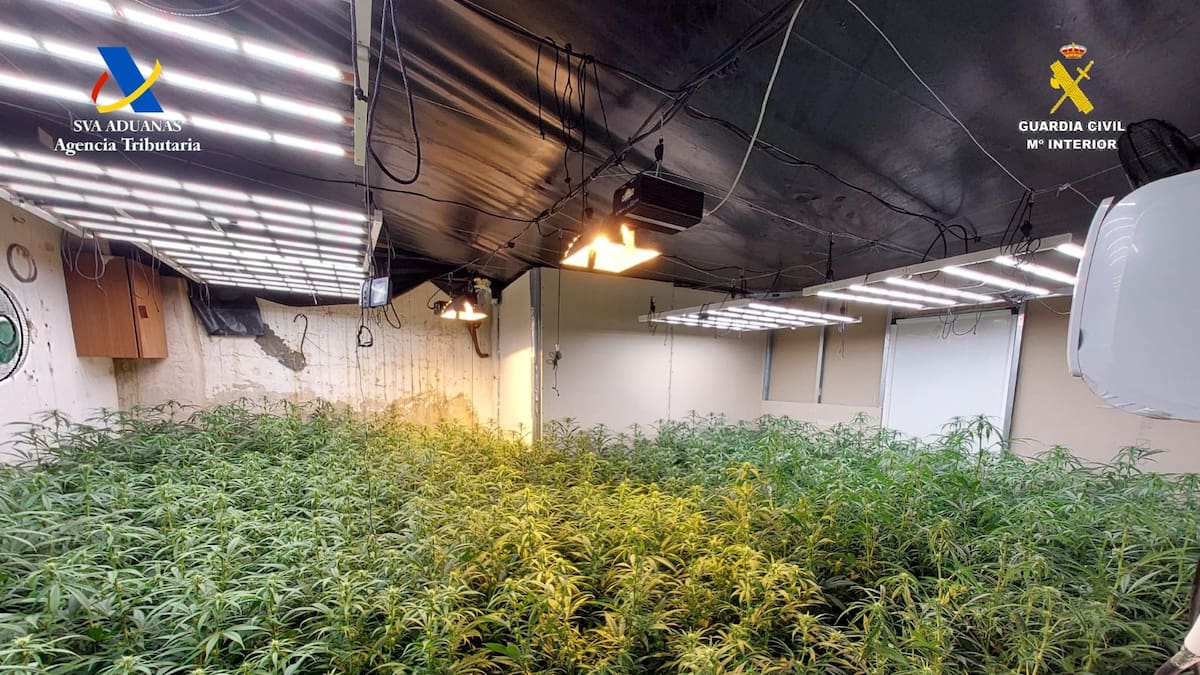 Dos detenidos en Osuna tras desarticular un cultivo interior de marihuana con más de 750 plantas
