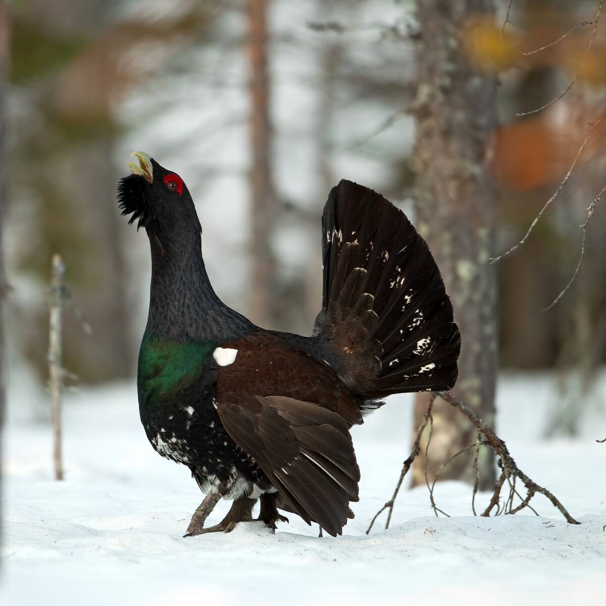El BOE oficializa la resolución desfavorable al Parque eólico Alto Bierzo-Sil por impactos “significativos” al oso y al urogallo