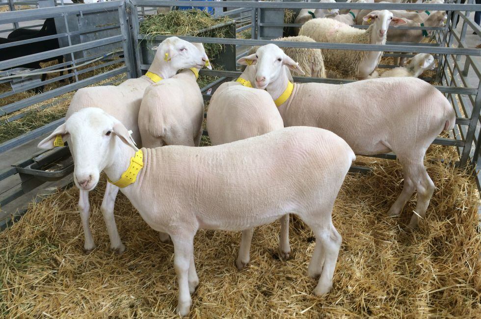 La ganadería también tiene presencia en Expovicaman, como todos los años