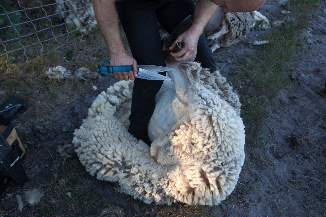 Un grupo de esquiladores uruguayos provoca un brote con 23 casos, sospechosos de cepa brasileña