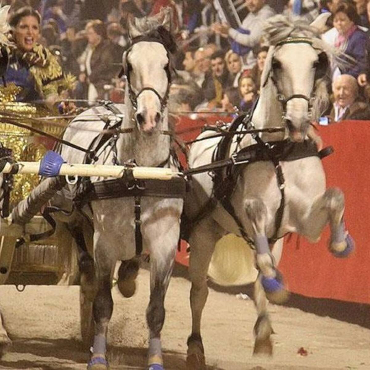 El Paso Blanco pone a la venta las localidades de las procesiones de Jueves Santo y Viernes Santo