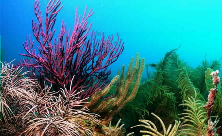 Imagen de corales en el Mar del Caribe.