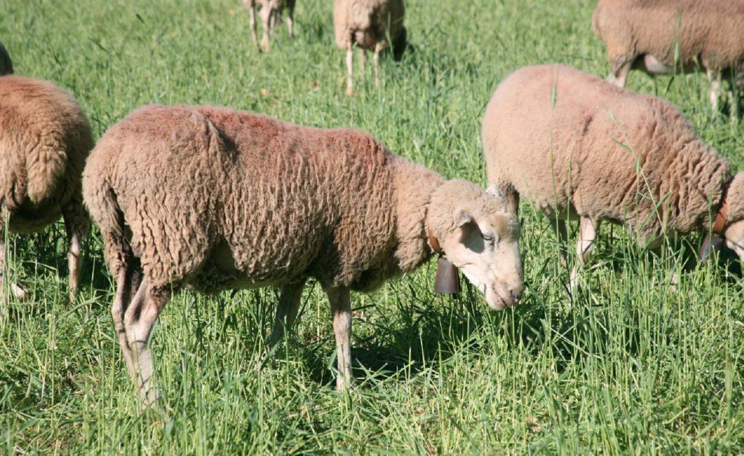 Imagen de ovejas pastando