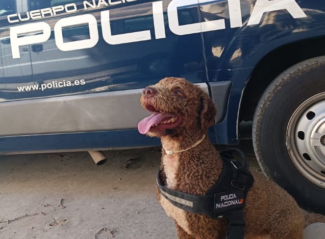 Pepe, uno de los perros jubilados de la Policía