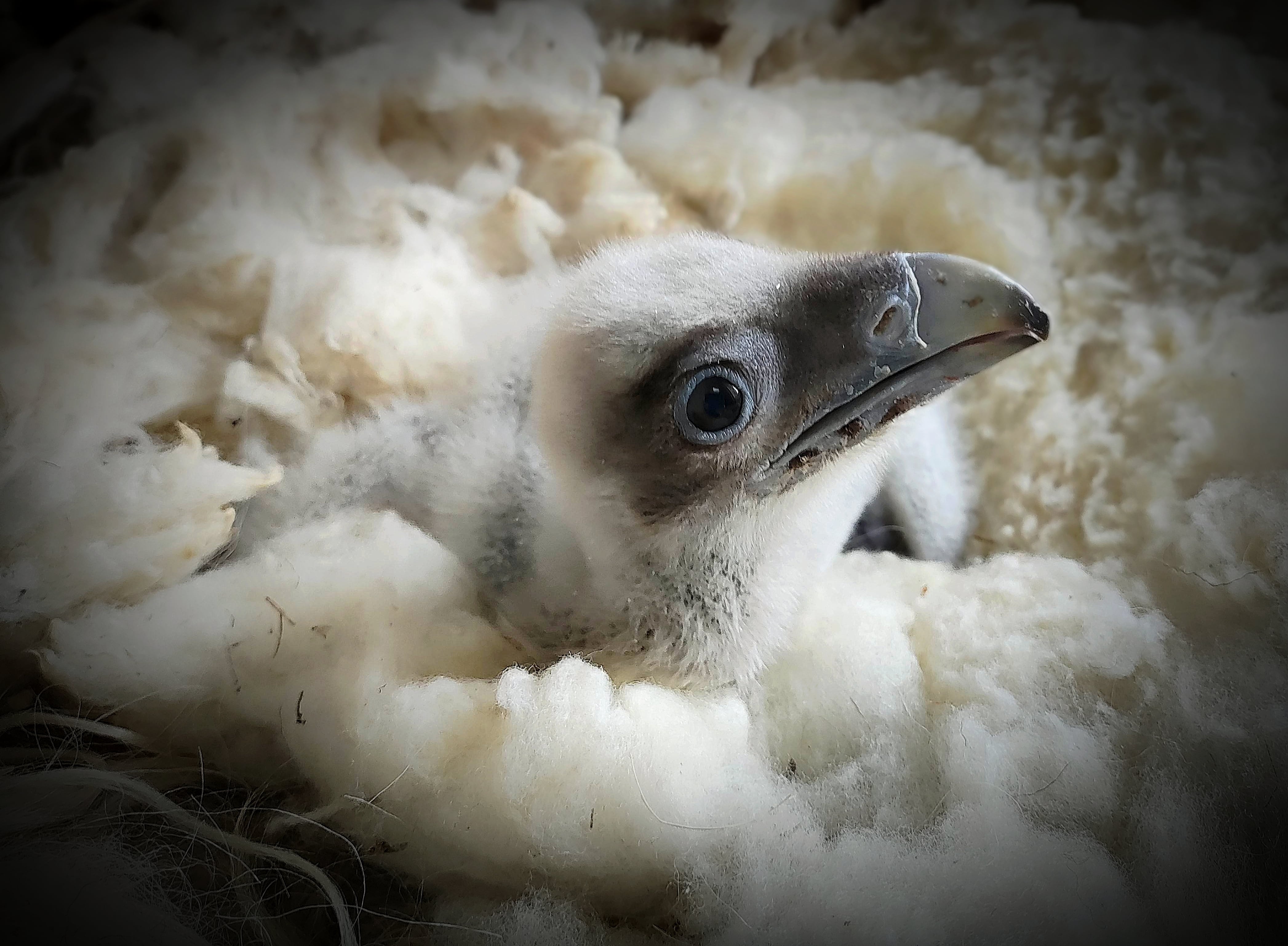 La Fundación para la Conservación del Quebrantahuesos (FCQ) ha anunciado este miércoles el nacimiento de dos crías de quebrantahuesos en libertad en la zona cántabra y asturiana del Parque Nacional de los Picos de Europa