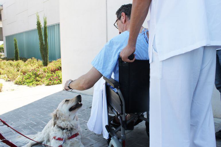 Protocolo de visitas de mascotas en hospitales