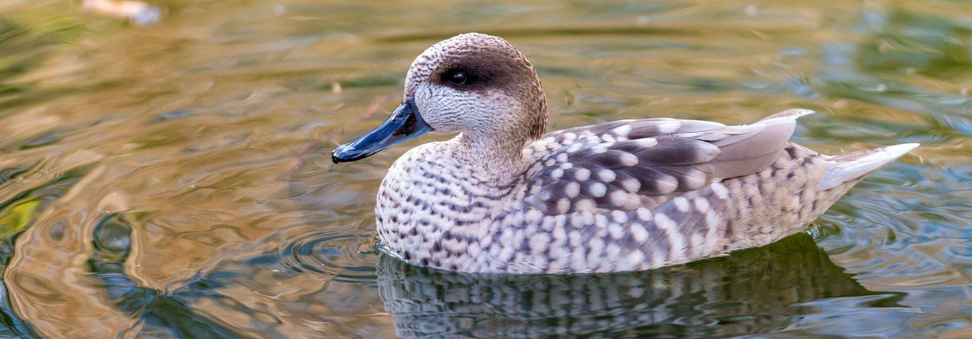 Cerceta pardilla, Cañada de los Pájaros