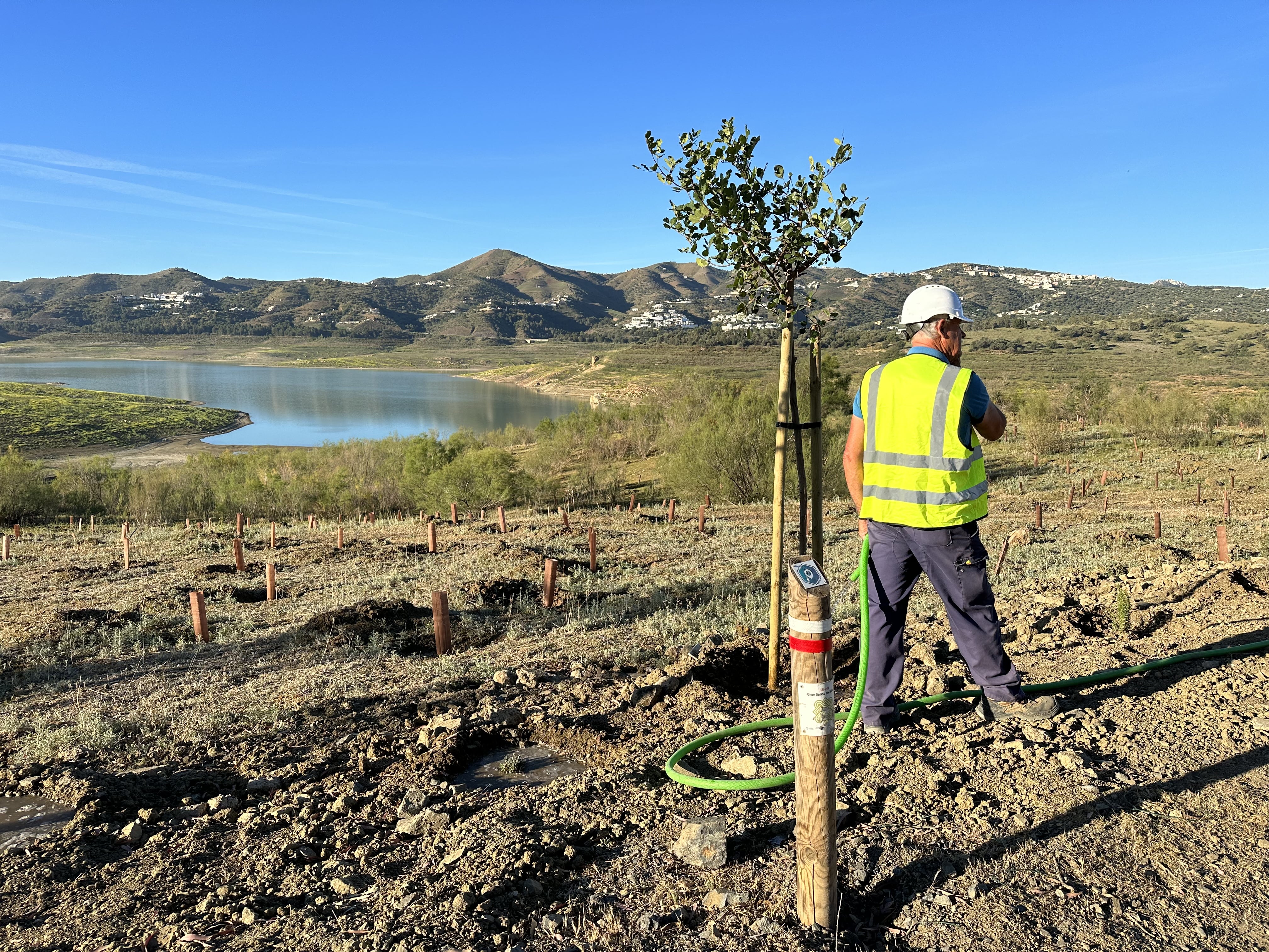 Reforestación