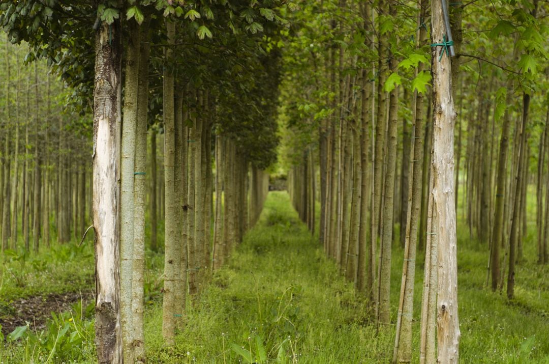 Plantación de chopos