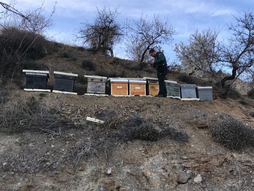 Panales de abejas recuperados