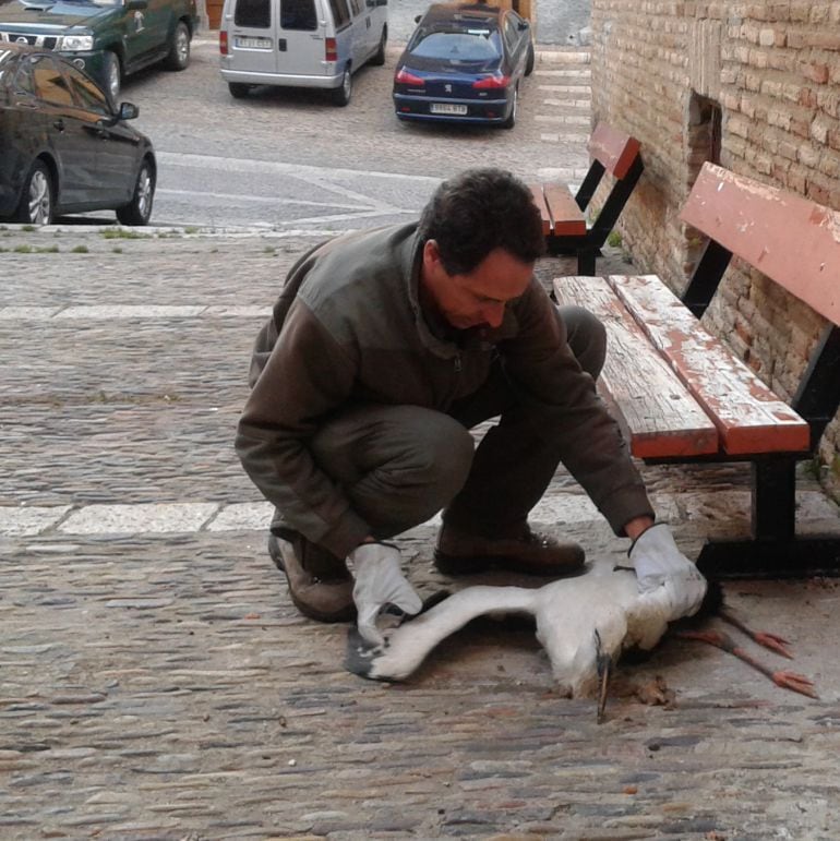 Barrio del Cinto en Tarazona. Rescatan un pollo de cigüeña 