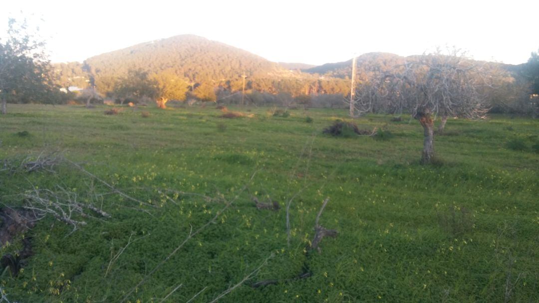 Este sábado se celebra el Día del Campo.