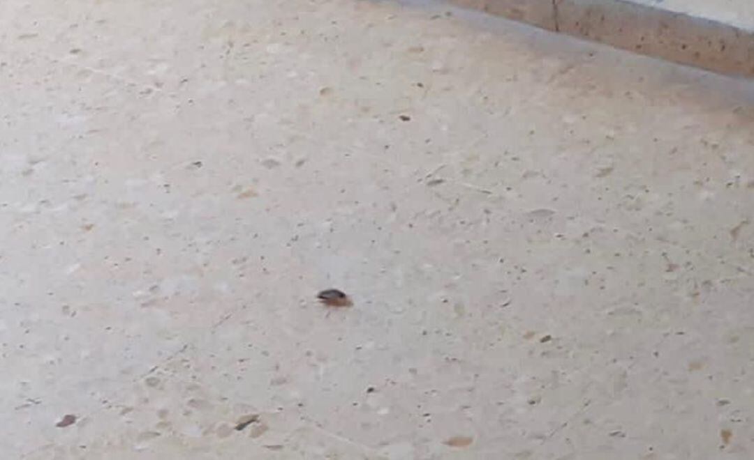 Cucarachas en el Hospital General de Castelló